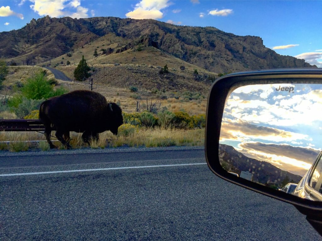 A bison on a stroll